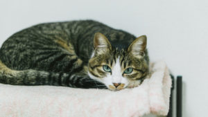 購入はよく考えてから