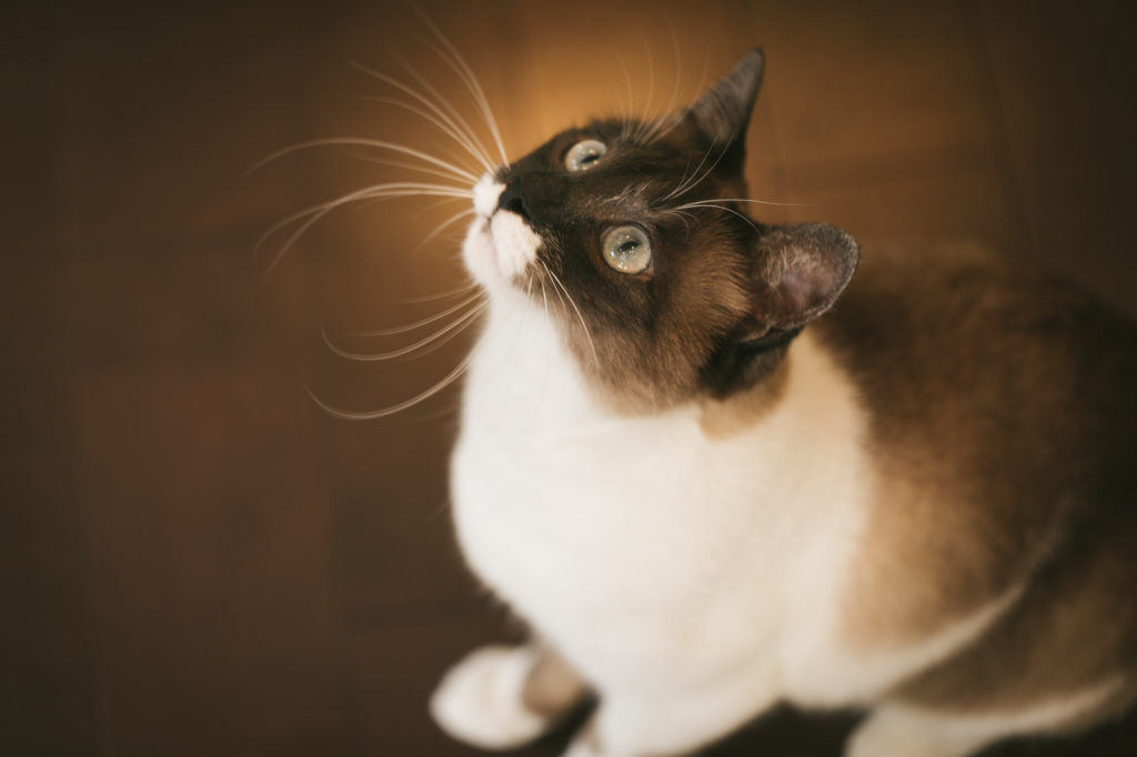 モバイルWiFi、光回線を自宅回線として使う場合のメリットとデメリット