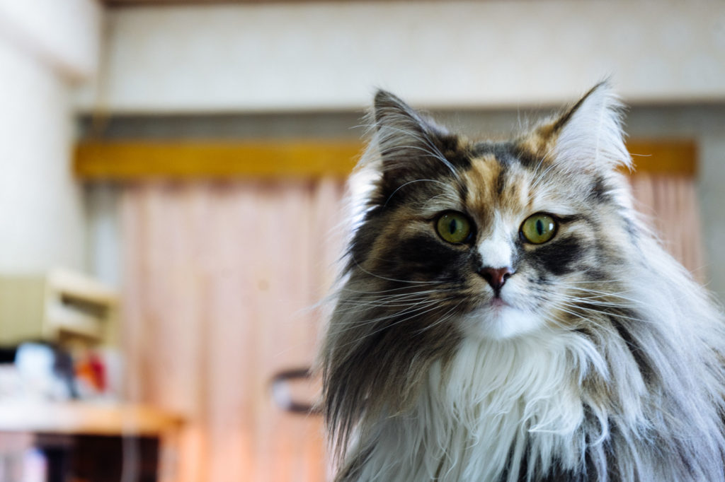 解約には違約金が